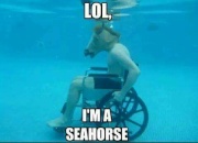 :Seahorse: